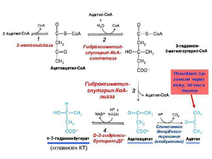 3 -кетотиолаза Гидроксиметилглутарил-Ко. Асинтетаза Гидроксиметилглутарил-Ко. Алиаза D-3 -гидроксибутират-ДГ ( «главное» КТ) Покидает организм через