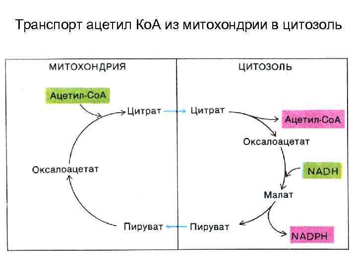 Транспорт ацетил Ко. А из митохондрии в цитозоль 