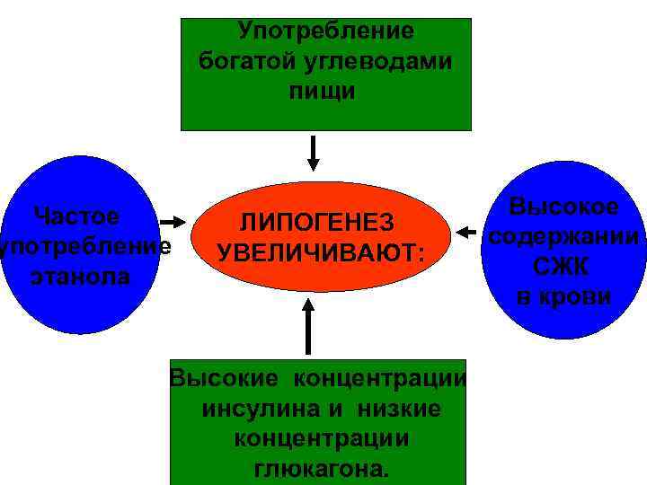 Употребление богатой углеводами пищи Частое употребление этанола ЛИПОГЕНЕЗ УВЕЛИЧИВАЮТ: Высокие концентрации инсулина и низкие