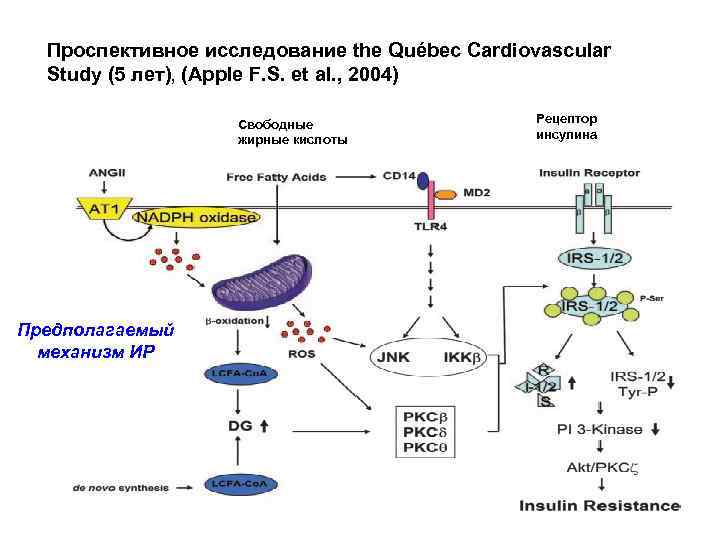 Проспективное исследование the Québec Cardiovascular Study (5 лет), (Apple F. S. et al. ,