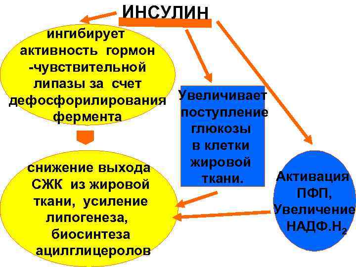 ИНСУЛИН ингибирует активность гормон -чувствительной липазы за счет дефосфорилирования Увеличивает поступление фермента глюкозы в