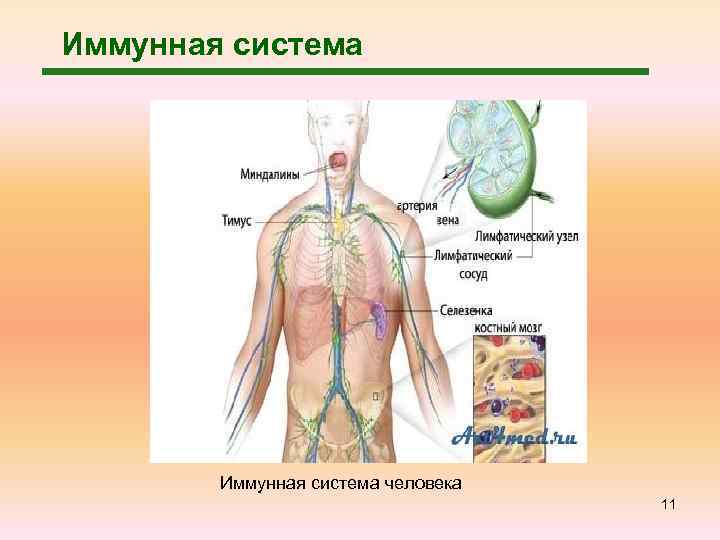 Как выглядит иммунная система человека фото