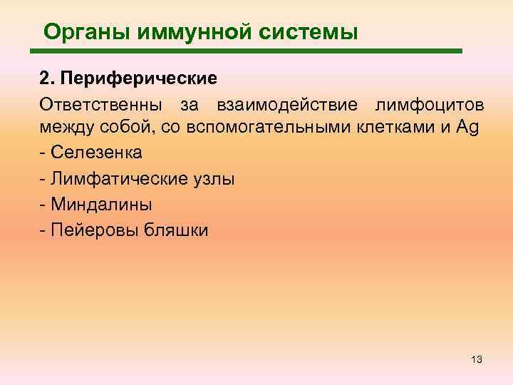 Органы иммунной системы 2. Периферические Ответственны за взаимодействие лимфоцитов между собой, со вспомогательными клетками