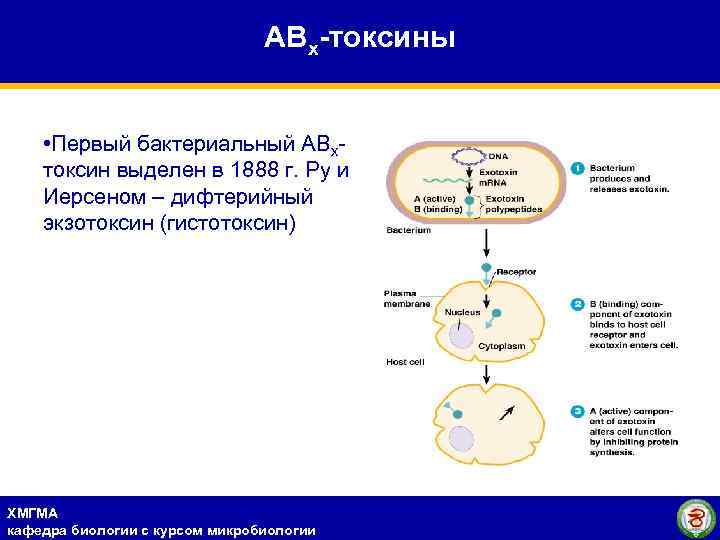АВх-токсины • Первый бактериальный АВхтоксин выделен в 1888 г. Ру и Иерсеном – дифтерийный