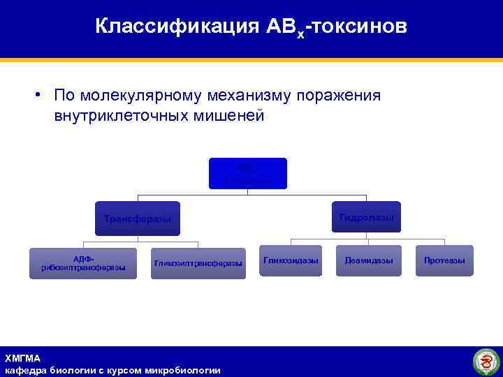 Классификация АВх-токсинов • По молекулярному механизму поражения внутриклеточных мишеней АВхтоксины Гидролазы Трансферазы АДФрибозилтрансферазы Гликозилтрансферазы