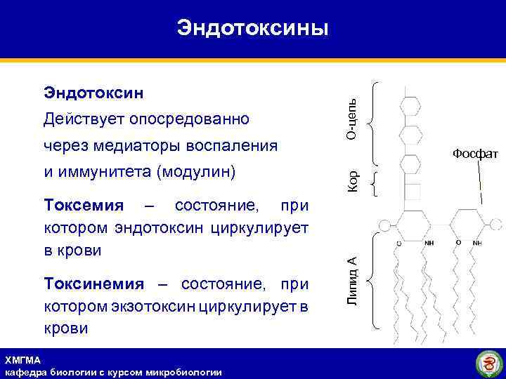 через медиаторы воспаления и иммунитета (модулин) Токсемия – состояние, при котором эндотоксин циркулирует в