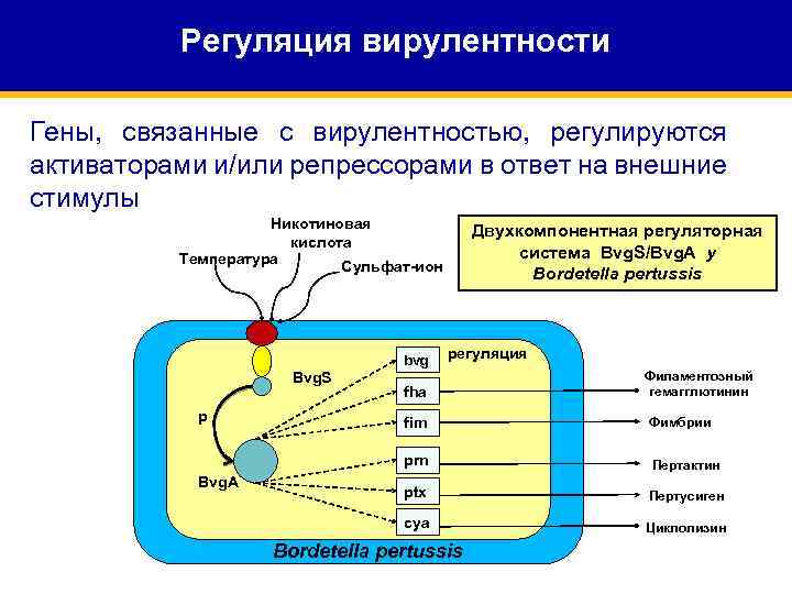 Регуляция вирулентности Гены, связанные с вирулентностью, регулируются активаторами и/или репрессорами в ответ на внешние