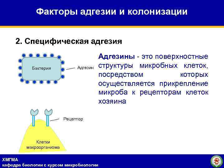 Факторы адгезии и колонизации 2. Специфическая адгезия Бактерия Адгезин Рецептор Клетки макроорганизма ХМГМА кафедра