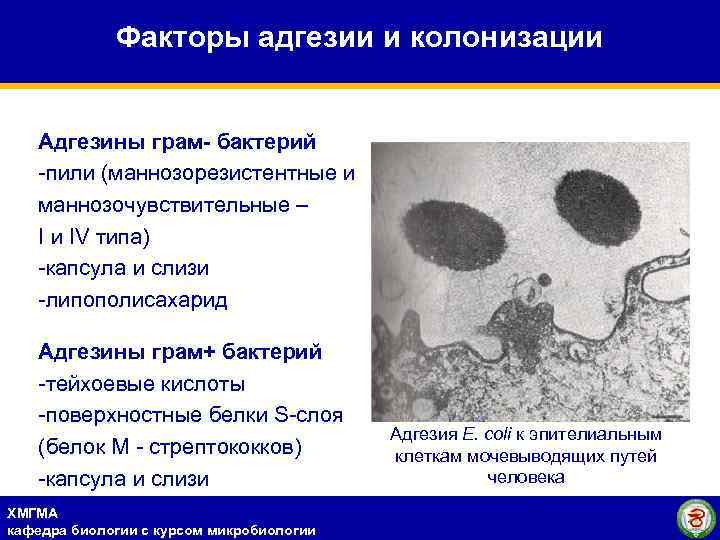 Факторы адгезии и колонизации Адгезины грам- бактерий -пили (маннозорезистентные и маннозочувствительные – I и