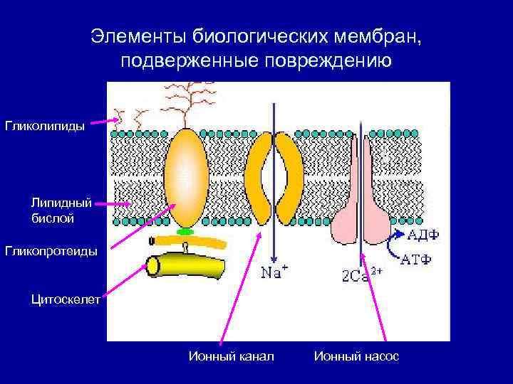 Липидная мембрана