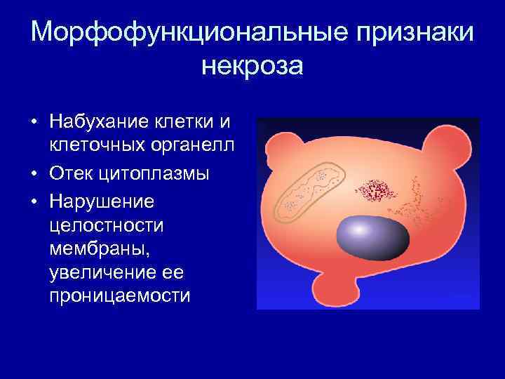 Морфофункциональные признаки некроза • Набухание клетки и клеточных органелл • Отек цитоплазмы • Нарушение