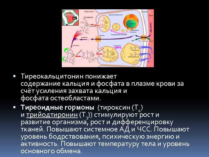  Тиреокальцитонин понижает содержание кальция и фосфата в плазме крови за счёт усиления захвата