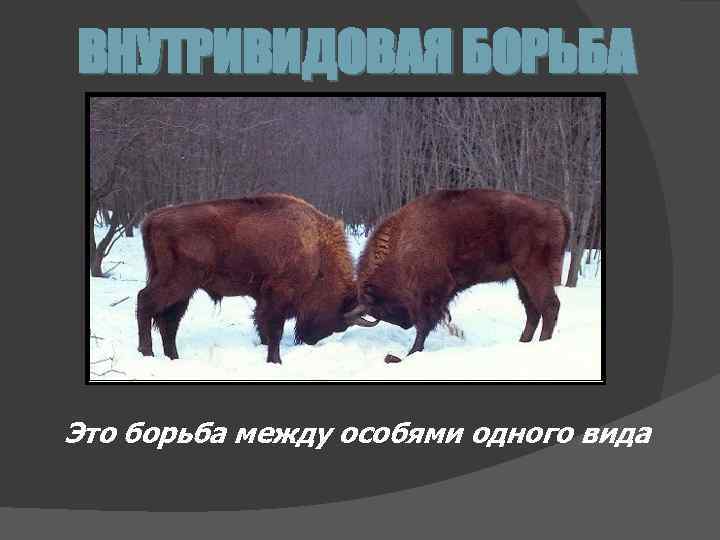 ВНУТРИВИДОВАЯ БОРЬБА Это борьба между особями одного вида 