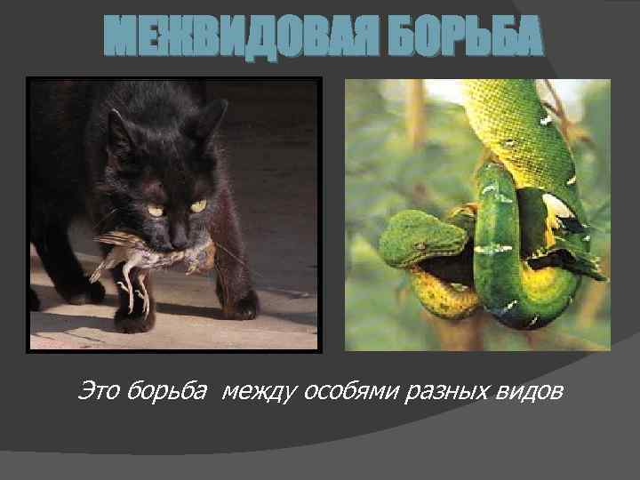 МЕЖВИДОВАЯ БОРЬБА Это борьба между особями разных видов 