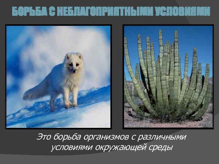 БОРЬБА С НЕБЛАГОПРИЯТНЫМИ УСЛОВИЯМИ Это борьба организмов с различными условиями окружающей среды 