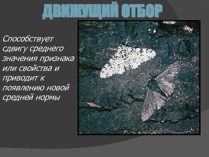 ДВИЖУЩИЙ ОТБОР Способствует сдвигу среднего значения признака или свойства и приводит к появлению новой