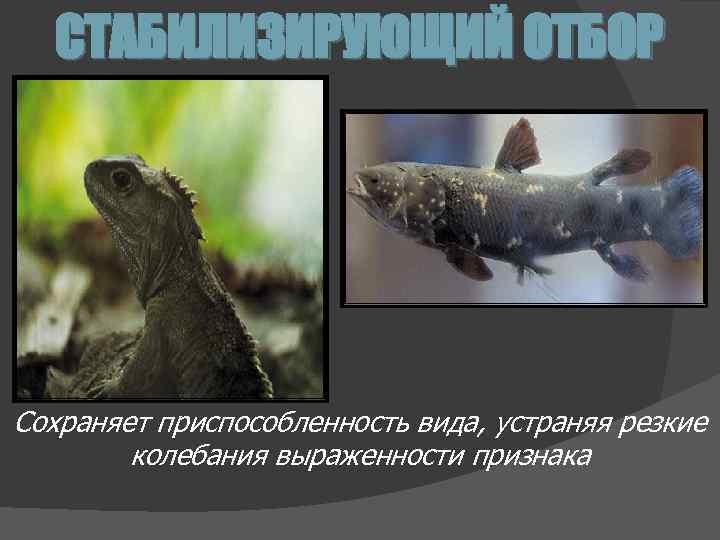 СТАБИЛИЗИРУЮЩИЙ ОТБОР Сохраняет приспособленность вида, устраняя резкие колебания выраженности признака 