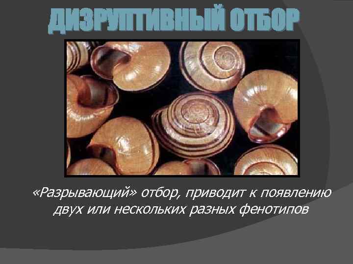 ДИЗРУПТИВНЫЙ ОТБОР «Разрывающий» отбор, приводит к появлению двух или нескольких разных фенотипов 