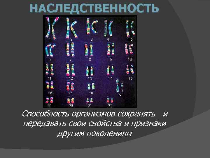 НАСЛЕДСТВЕННОСТЬ Способность организмов сохранять и передавать свои свойства и признаки другим поколениям 