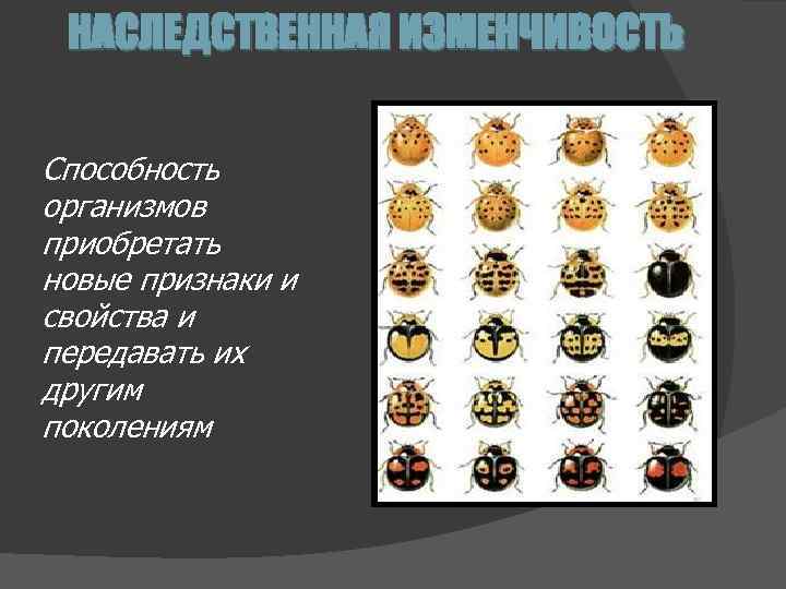НАСЛЕДСТВЕННАЯ ИЗМЕНЧИВОСТЬ Способность организмов приобретать новые признаки и свойства и передавать их другим поколениям