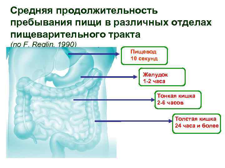 Отделы пищеварительного тракта