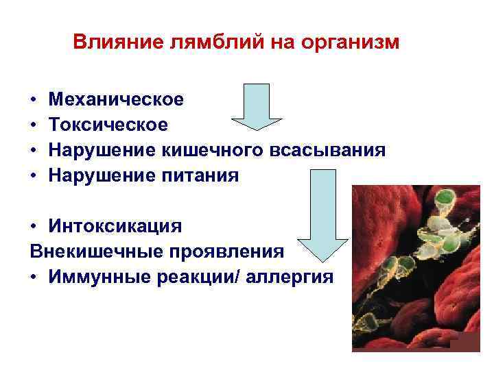 Влияние лямблий на организм • • Механическое Токсическое Нарушение кишечного всасывания Нарушение питания •