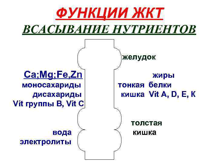 ФУНКЦИИ ЖКТ ВСАСЫВАНИЕ НУТРИЕНТОВ желудок Ca; Mg; Fe, Zn моносахариды дисахариды Vit группы B,