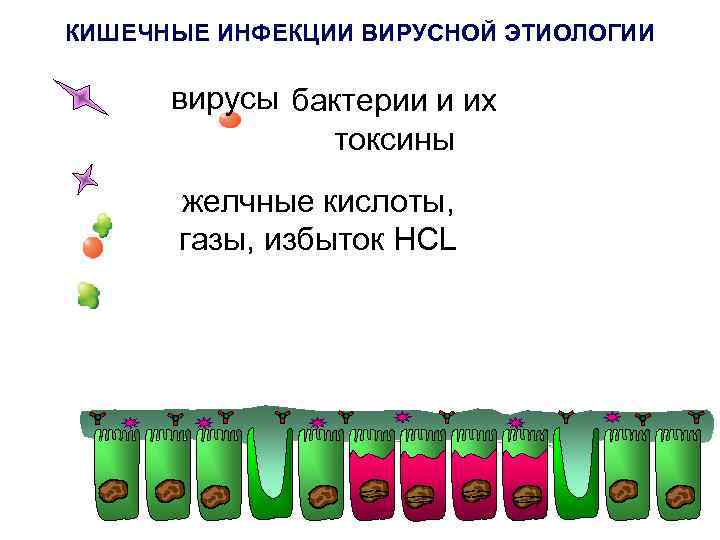 КИШЕЧНЫЕ ИНФЕКЦИИ ВИРУСНОЙ ЭТИОЛОГИИ вирусы бактерии и их токсины желчные кислоты, газы, избыток HCL
