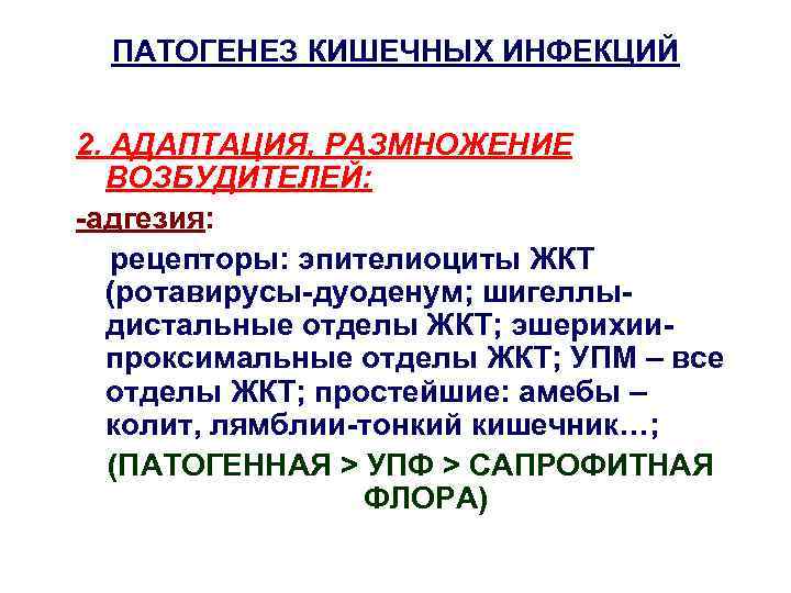 ПАТОГЕНЕЗ КИШЕЧНЫХ ИНФЕКЦИЙ 2. АДАПТАЦИЯ, РАЗМНОЖЕНИЕ ВОЗБУДИТЕЛЕЙ: -адгезия: рецепторы: эпителиоциты ЖКТ (ротавирусы-дуоденум; шигеллыдистальные отделы