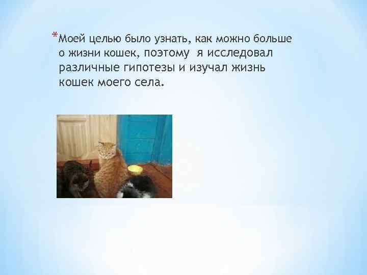 *Моей целью было узнать, как можно больше о жизни кошек, поэтому я исследовал различные