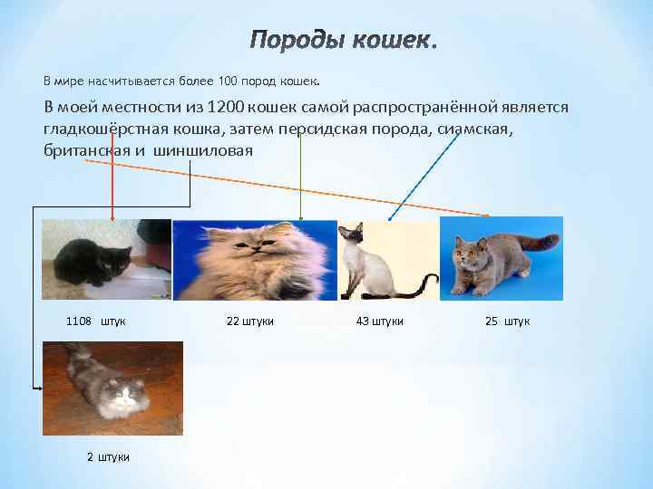 В мире насчитывается более 100 пород кошек. В моей местности из 1200 кошек самой