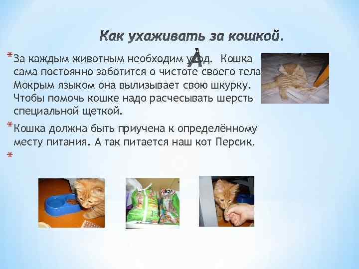 *За каждым животным необходим уход. Кошка сама постоянно заботится о чистоте своего тела. Мокрым