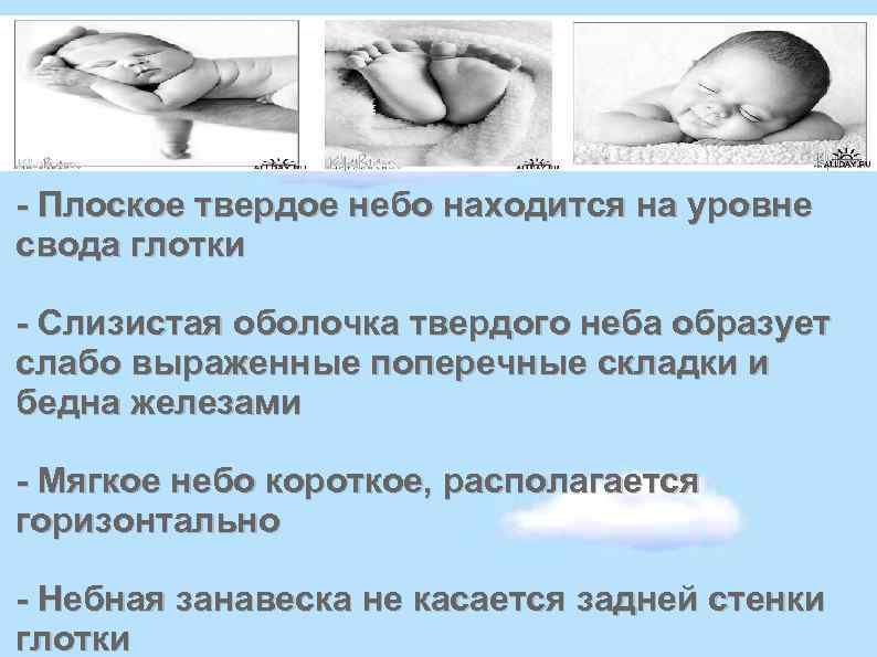  Плоское твердое небо находится на уровне свода глотки Слизистая оболочка твердого неба образует