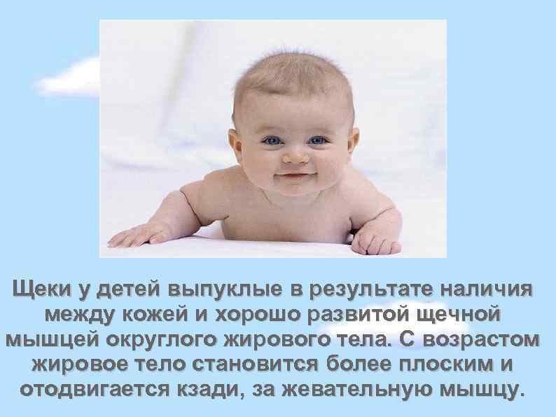 Щеки у детей выпуклые в результате наличия между кожей и хорошо развитой щечной мышцей