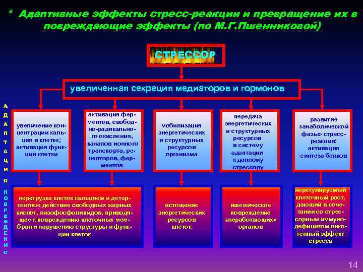 * Адаптивные эффекты стресс-реакции и превращение их в повреждающие эффекты (по М. Г. Пшенниковой)