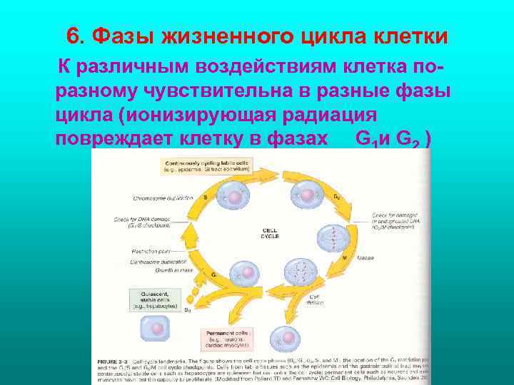 6. Фазы жизненного цикла клетки К различным воздействиям клетка поразному чувствительна в разные фазы