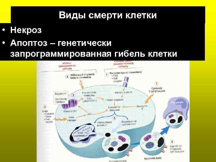 Виды смерти клетки • Некроз • Апоптоз – генетически запрограммированная гибель клетки 