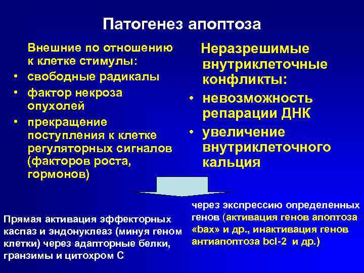 Патогенез апоптоза Внешние по отношению к клетке стимулы: • свободные радикалы • фактор некроза