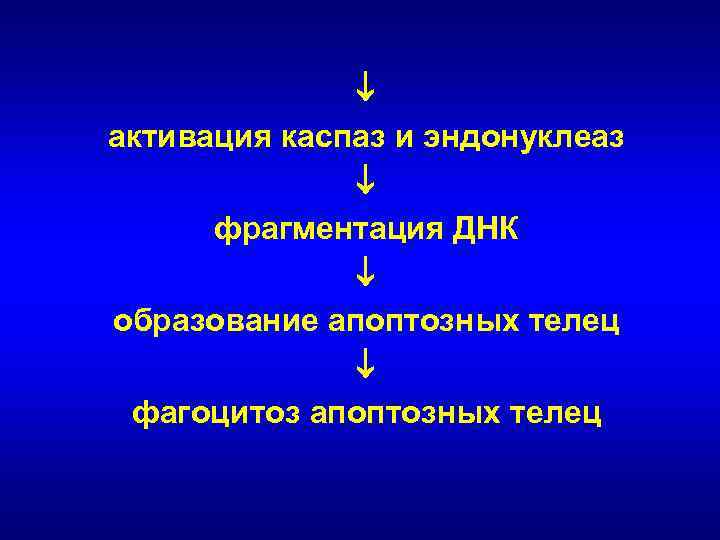  активация каспаз и эндонуклеаз фрагментация ДНК образование апоптозных телец фагоцитоз апоптозных телец 