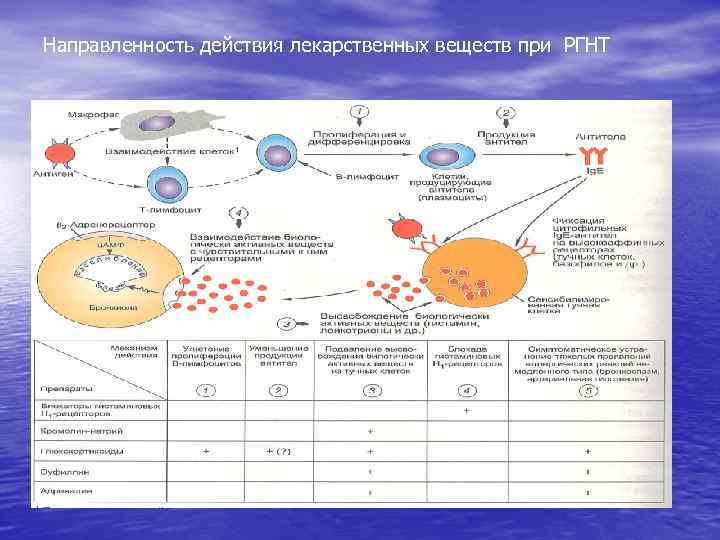 Направленность действия лекарственных веществ при РГНТ 