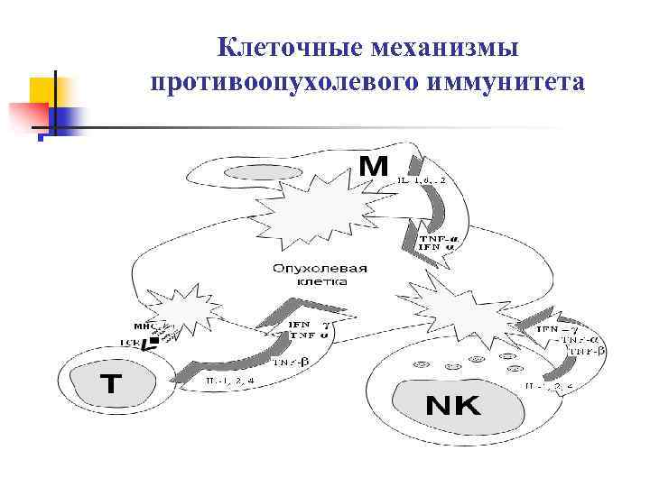 Схема противоопухолевого иммунитета