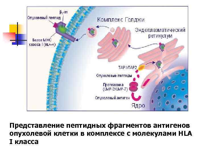 Представление пептидных фрагментов антигенов опухолевой клетки в комплексе с молекулами HLA I класса 