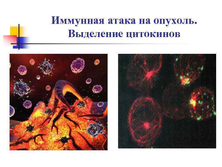 Иммунная атака на опухоль. Выделение цитокинов 