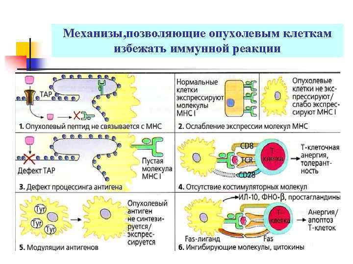 Супрессия иммунного ответа. Механизм клеточного иммунного ответа иммунология. Иммунология опухолей противоопухолевый иммунитет. Схема противовирусного иммунного ответа. Механизм противоопухолевого иммунитета схема.