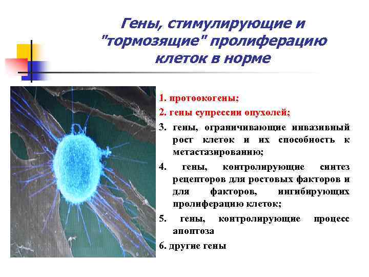 Гены, стимулирующие и 