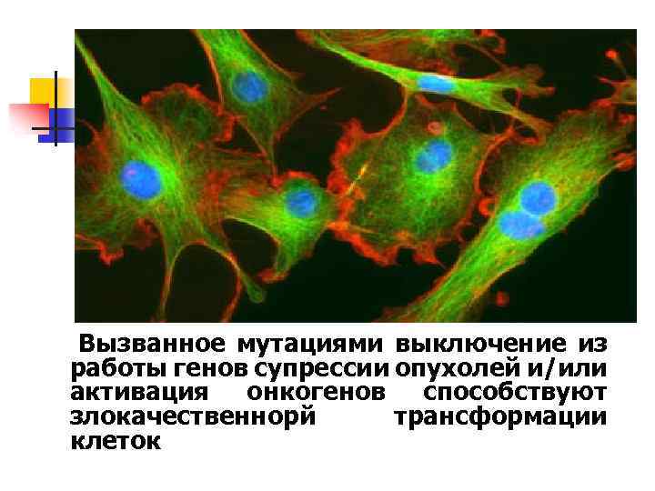  Вызванное мутациями выключение из работы генов супрессии опухолей и/или активация онкогенов способствуют злокачественнорй