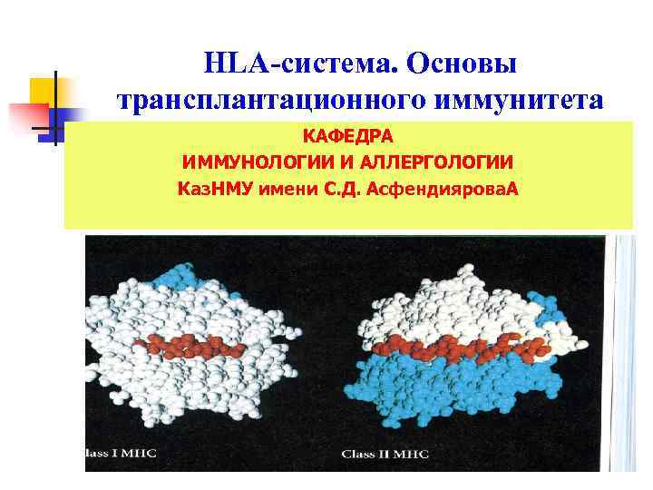 HLA-система. Основы трансплантационного иммунитета КАФЕДРА ИММУНОЛОГИИ И АЛЛЕРГОЛОГИИ Каз. НМУ имени С. Д. Асфендиярова.