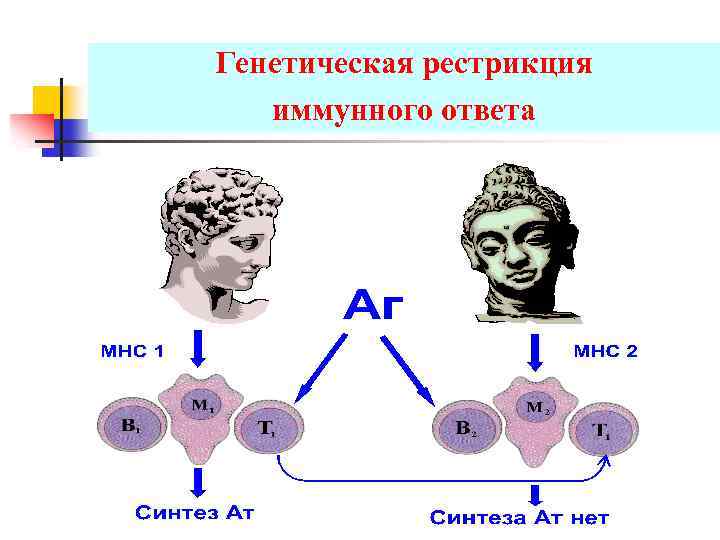 Генетическая рестрикция иммунного ответа 