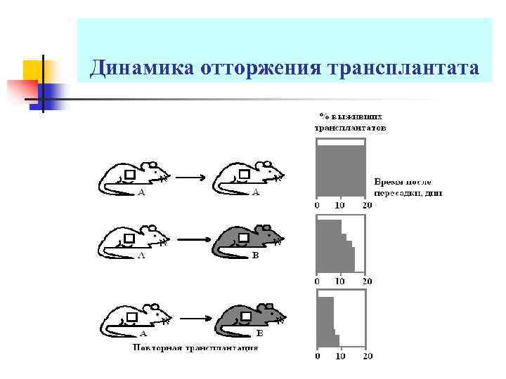 Динамика отторжения трансплантата 