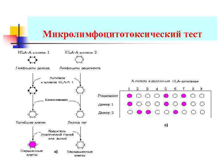 Схема подсчета лимфоцитов разных популяций с помощью проточного цитофлюориметра